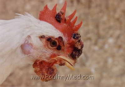 fowl pox viral diseases pathology atlases poultrymed fowl pox viral diseases pathology atlases poultrymed