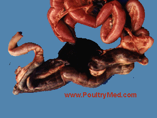 Is bronchitis or bronchiolitis worse infectious bronchitis broiler