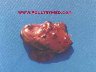 Avian Leukosis/Sarcoma | Viral Diseases | Pathology | Atlases | Poultrymed