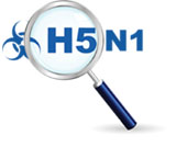 Avian Influenza human cases more common than thought: study