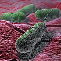 Research: colonization-inhibition between Salmonella strains