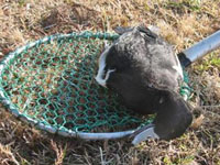 Japan: Avian influenza detected in 2 wild duck