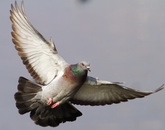 China: H7N9 detected from Pigeons