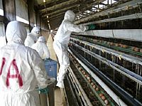 Japan: Avian influenza case confirmed in Chiba
