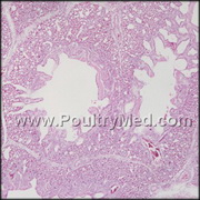 Russia sets poultry import quota for 2011 at 350,000 tons