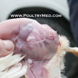 USDA to Publicize Salmonella Poultry Plants