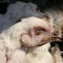 Canada: Chicken farmers slam Ottawa for mismanagement of avian influenza crisis