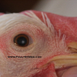 Dutch to abandon mass culling practice