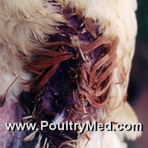 EU: Import rules for poultry and poultry products