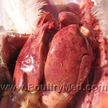 WHO: Avian influenza Outbreak Will Likely Cause New Human Flu Pandemic