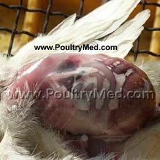 China: Sinovac Biotech Ltd.