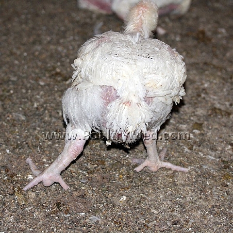 U.S. State Department Hosts Avian influenza Meeting for 80 Nations