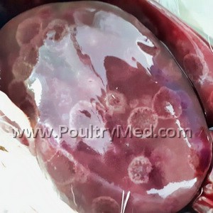 Belgium, Netherlands meat sectors face dioxin crisis