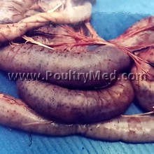 The challenge of avian influenza to the veterinary community