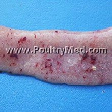 Romania: fires vet officials as avian influenza spreads