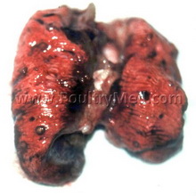 New outdoor ban imposed on poultry