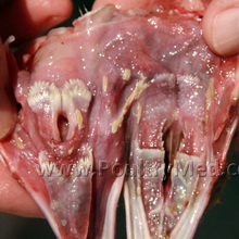 UK: Laboratory accident with avian influenza virus