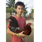 The origin of the modern chicken