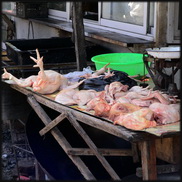 China to close all live poultry markets gradually