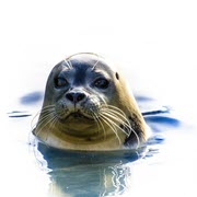 Germany: H5N8 in dead seals