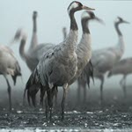 HPAI H5N1 infection in common cranes, Serbia