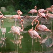 Avian Influenza kills 220 flamingos in Argentina