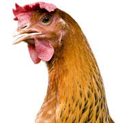 Britain: Salmonella detection in laying hens