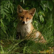 Denmark: Foxes positive to H5N1