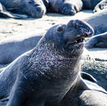 First positive detection of HPAI in an elephant seal