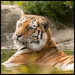 20 Big cats succumb to H5N1 at Washington shelter