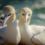 Avian Influenza devastates seabird populations in the UK over two years