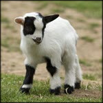 USA: H5N1 HPAI in a herd of goats