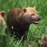 Avian Influenza: Rapid mortality in captive Bush Dogs in UK collection