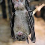 Cross-species potential of H9N2 bat flu
