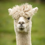 H5N1 Avian Flu detected in Idaho Alpacas