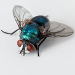 Blowflies are potential vector for avian influenza virus at enzootic area in Japan