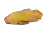 Duck Meat