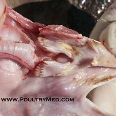 Mycosis & Mycotoxicosis