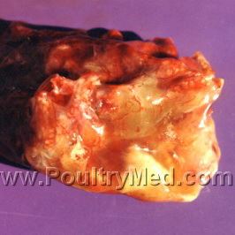 Ornithobacterium rhinotracheale