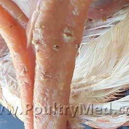 Ulcerative Enteritis