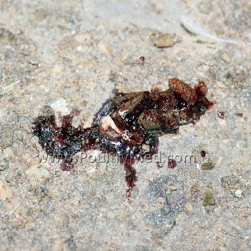 Coccidiosis - E. tenella