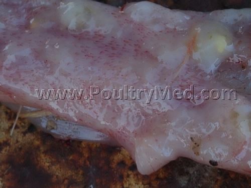 Coccidiosis - E. adenoides