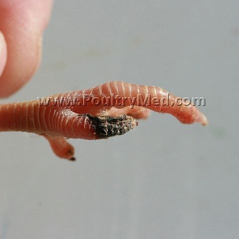 Pecking and Cannibalism