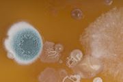 Fungi
