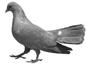 Newcastle disease breaks out in Belgium