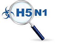 Egypt: two new cases of human infection with avian influenza