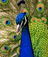 Pakistan: avian influenza in zoo peacocks