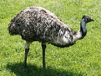 Israel: New case of avian influenza