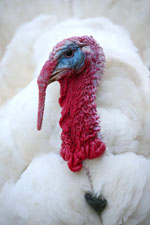 USA: Avian influenza in turkeys