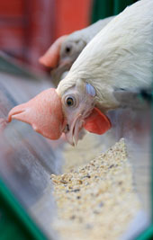 EU: Multinational Group Studies Salmonella Risks in Layers